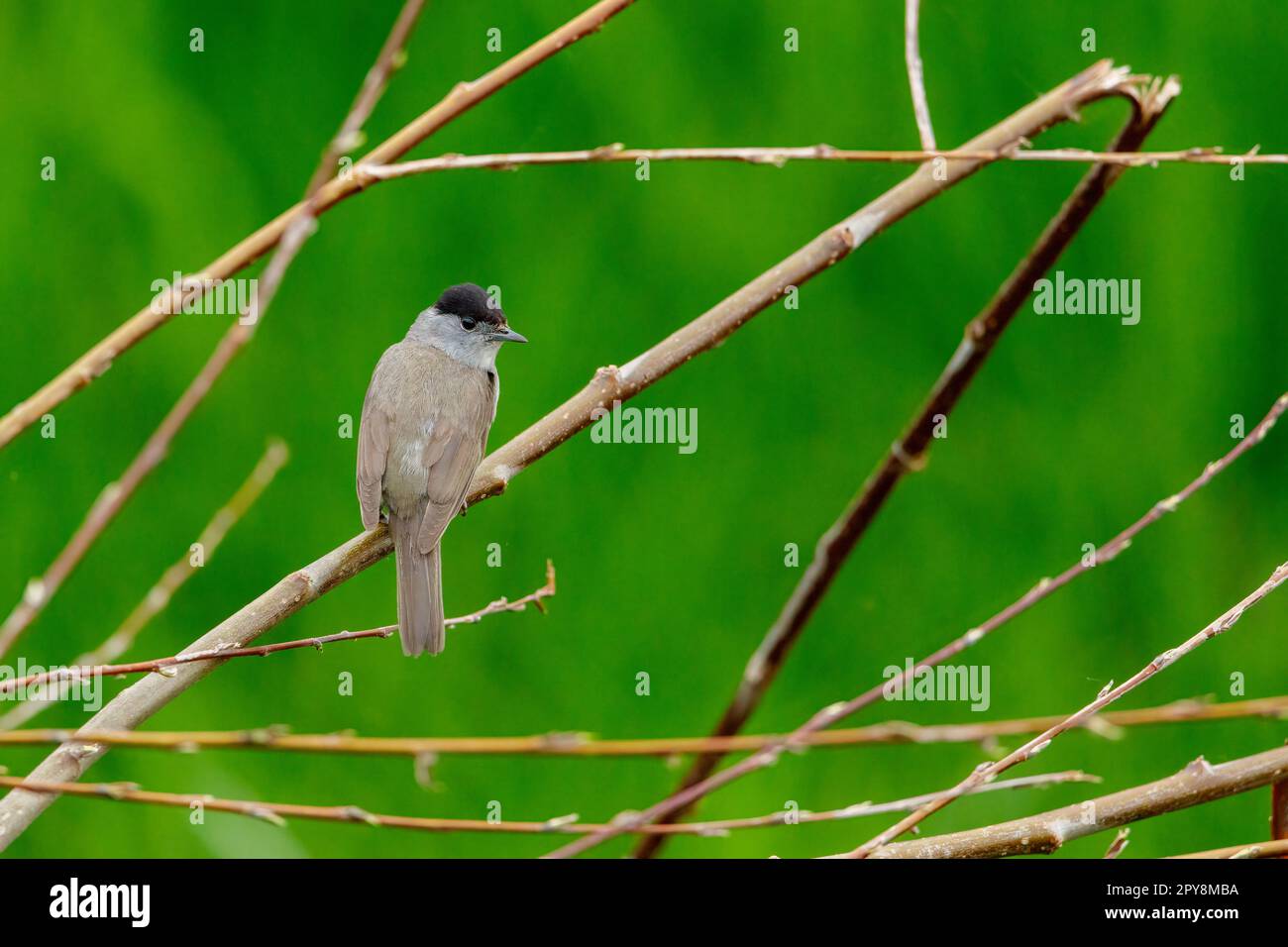 Ein weißer Hals in freier Wildbahn Stockfoto