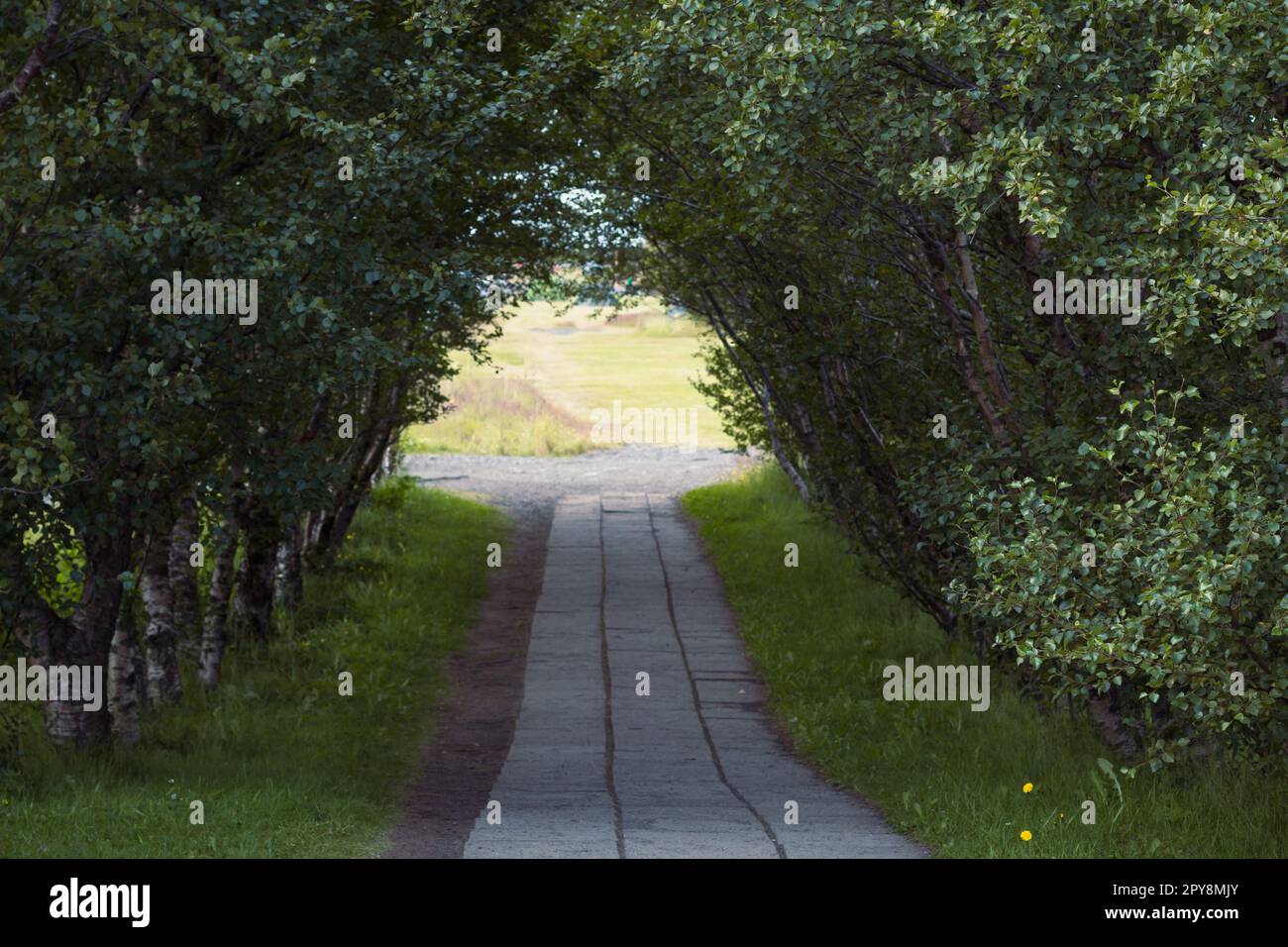 Birkentunnel mit Foto der Straße in Parklandschaft Stockfoto