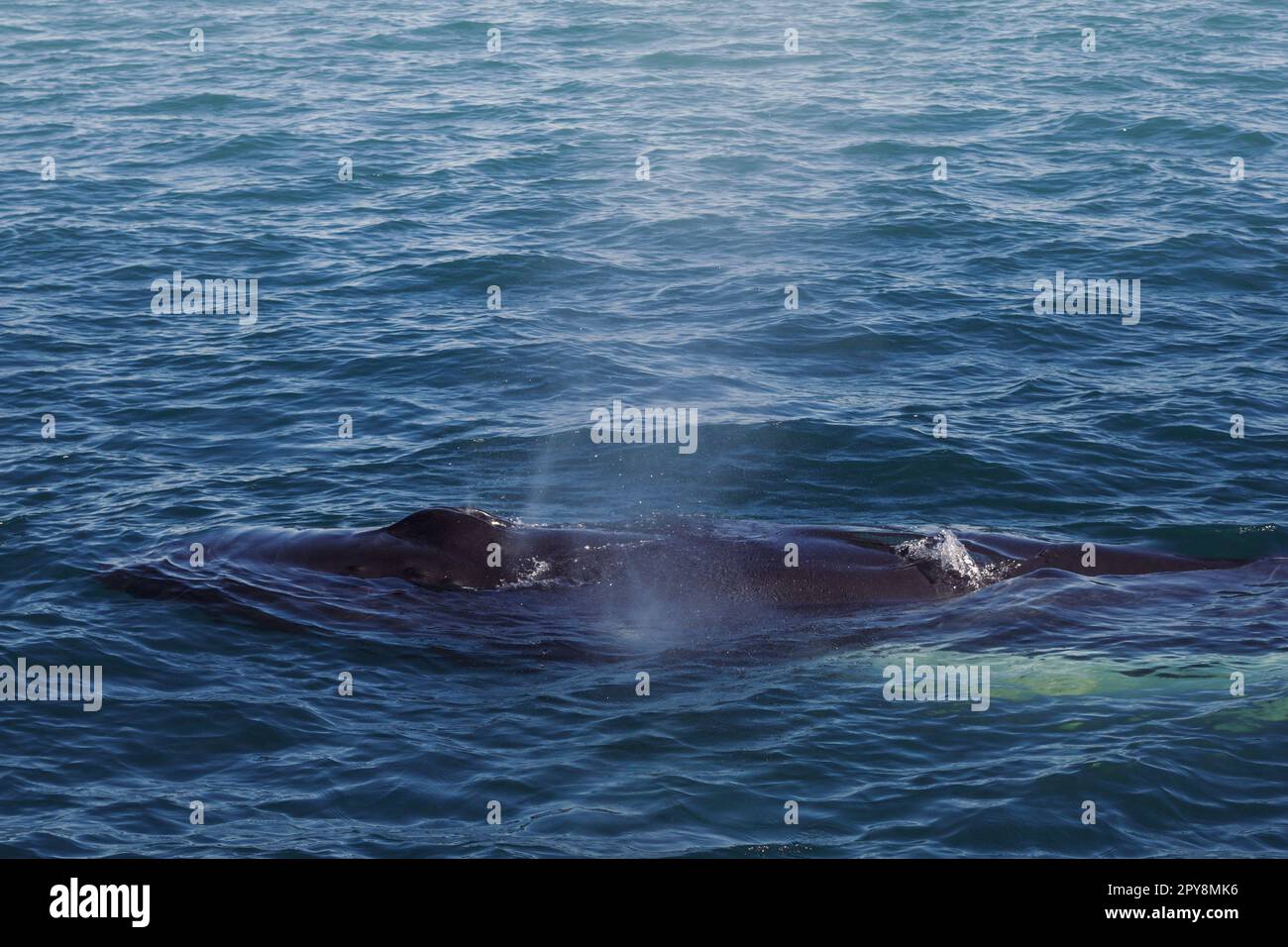 Nahaufnahme Killerwal mit Brunnen im Wasser Konzeptfoto Stockfoto