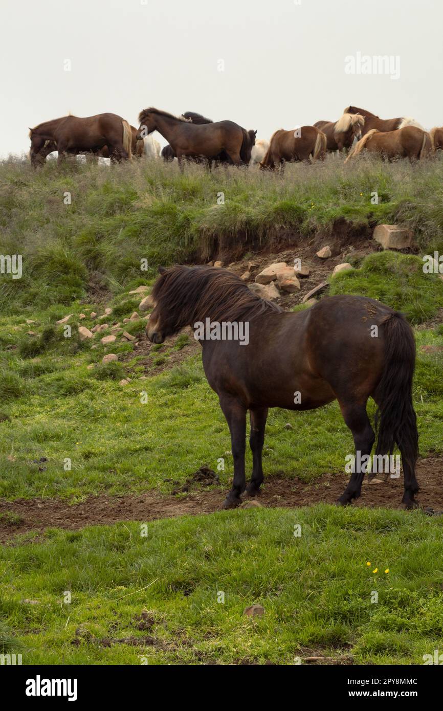 Pferdeherde auf Weide Landschaftsfoto Stockfoto