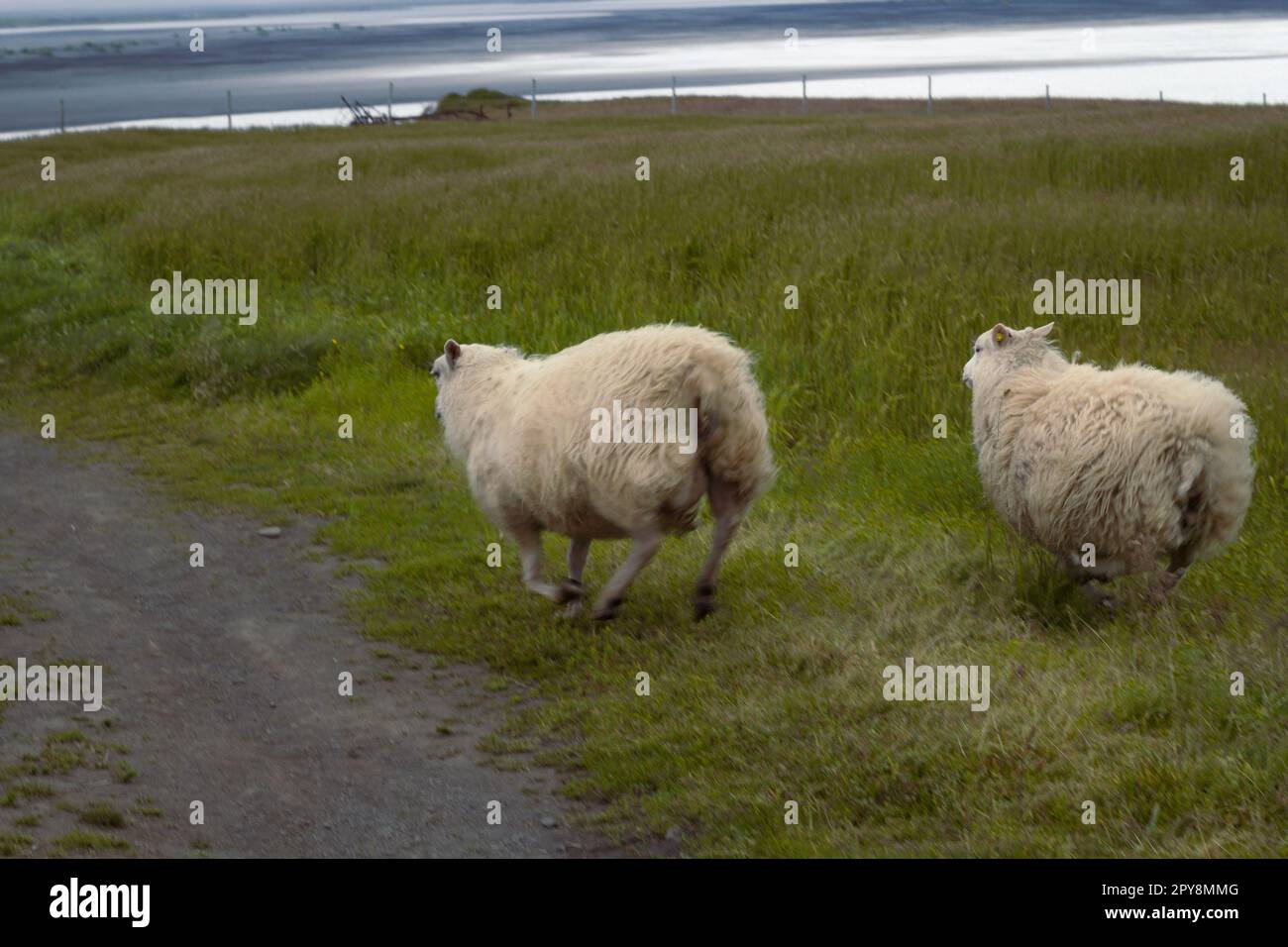 Weiße Schafe, die auf einem Landschaftsfoto herumlaufen Stockfoto
