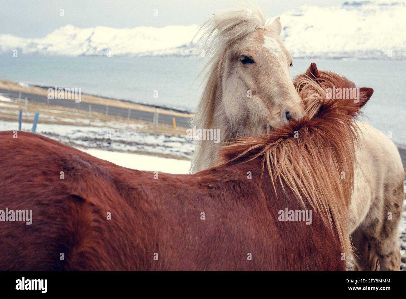 Nahaufnahme von Pferden, die sich auf verschneiten Weiden umarmen, Konzeptfoto Stockfoto