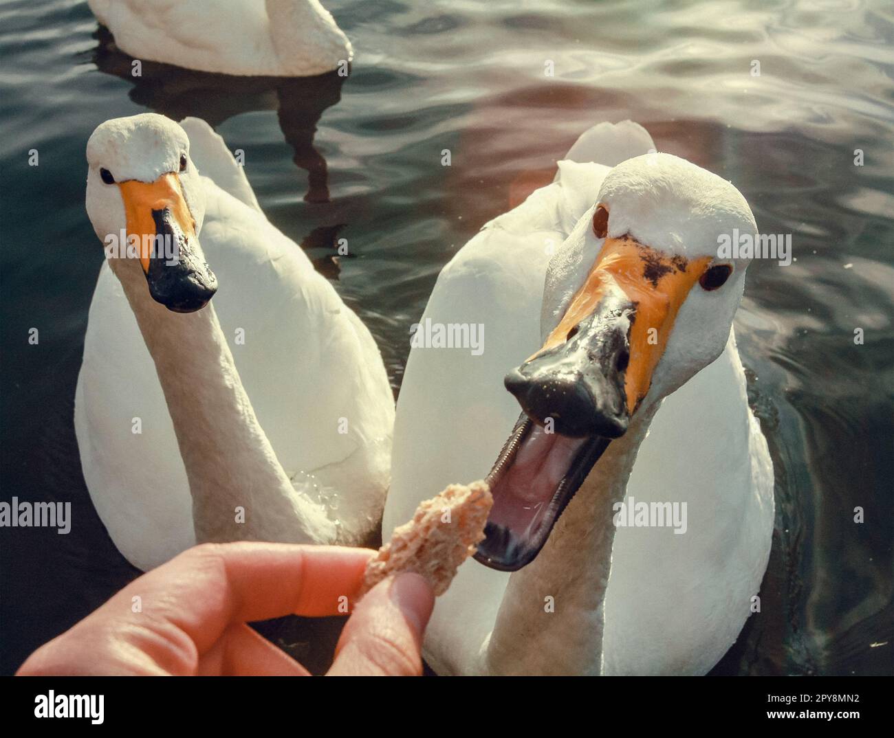 Nahaufnahme Mann füttert Schwan mit Brot auf See Konzeptfoto Stockfoto