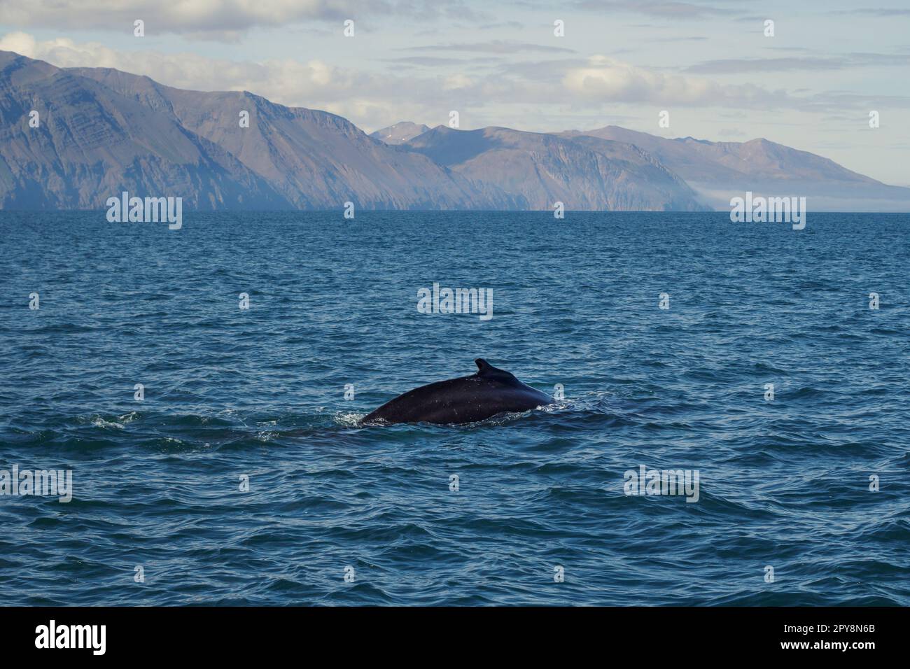 Flosse eines Killerwals auf dem Foto der Meereslandschaft Stockfoto
