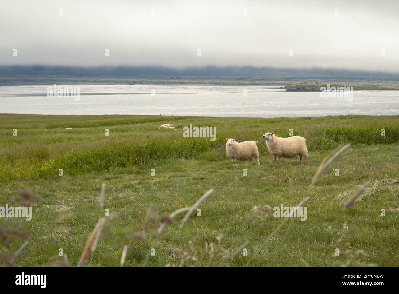 Flauschige Schafe auf einem Landschaftsfoto Stockfoto