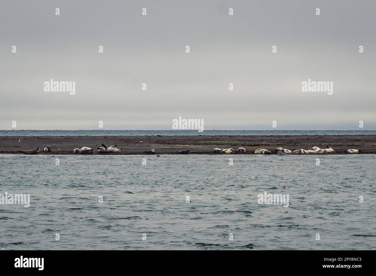 Seehunde am Meeresstrand – Landschaftsfoto Stockfoto