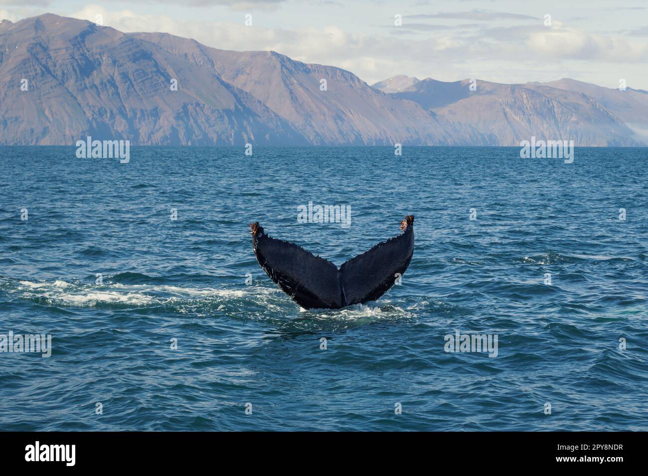 Anmutiges Tauchen mit Killerwalen im Foto der Meereslandschaft Stockfoto