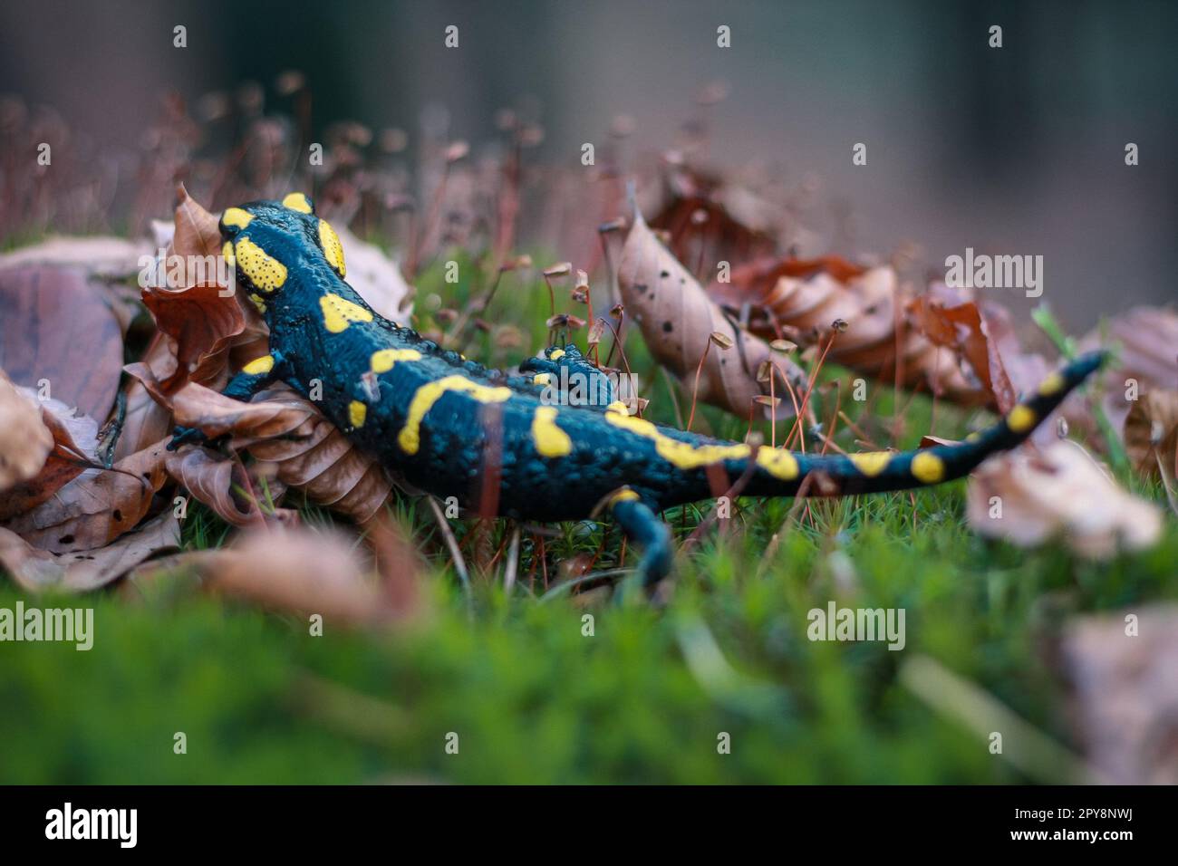 Nahaufnahme von salamandra in trockenen Blättern Konzeptfoto Stockfoto