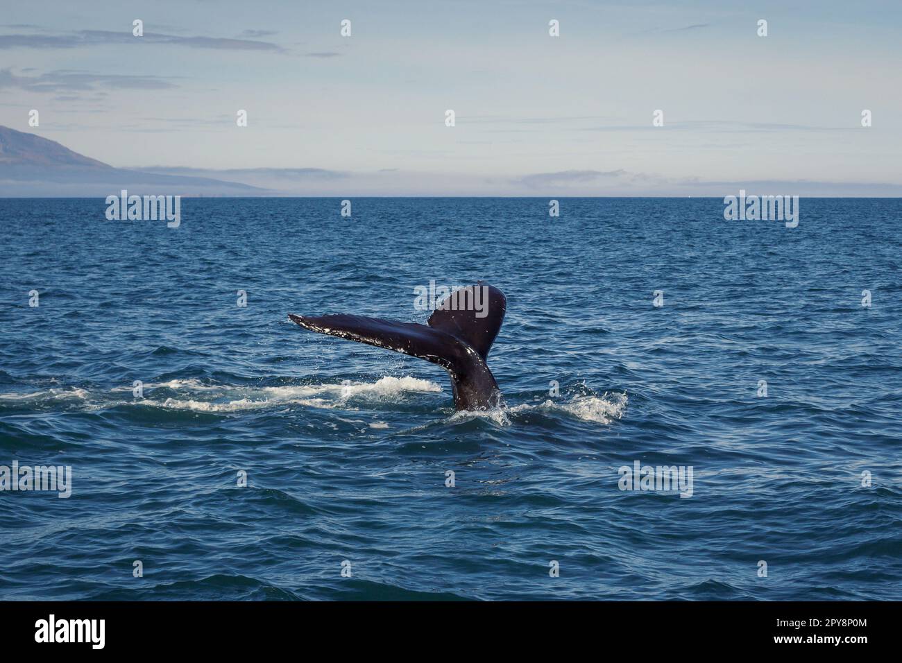 Schwarzer Schwanz des Wals in der Wasserlandschaft Foto Stockfoto