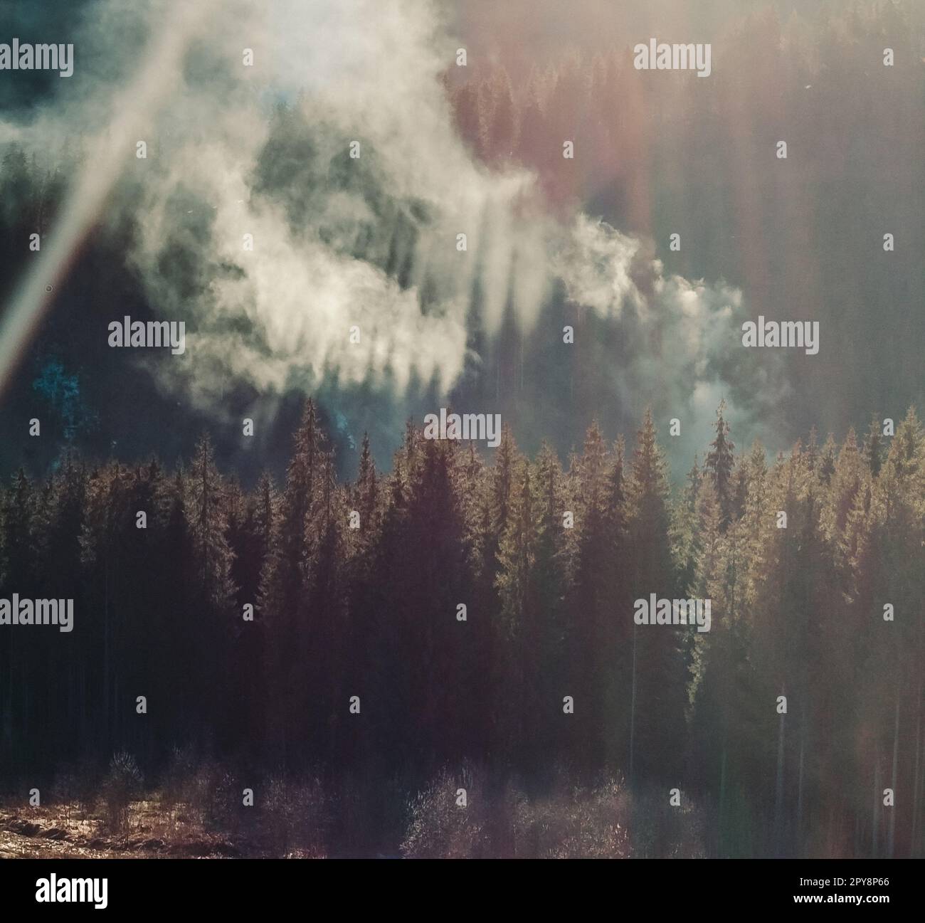 Tiefes Tannenholz auf dem Berg bei einem Foto der Sonnenlichtlandschaft Stockfoto