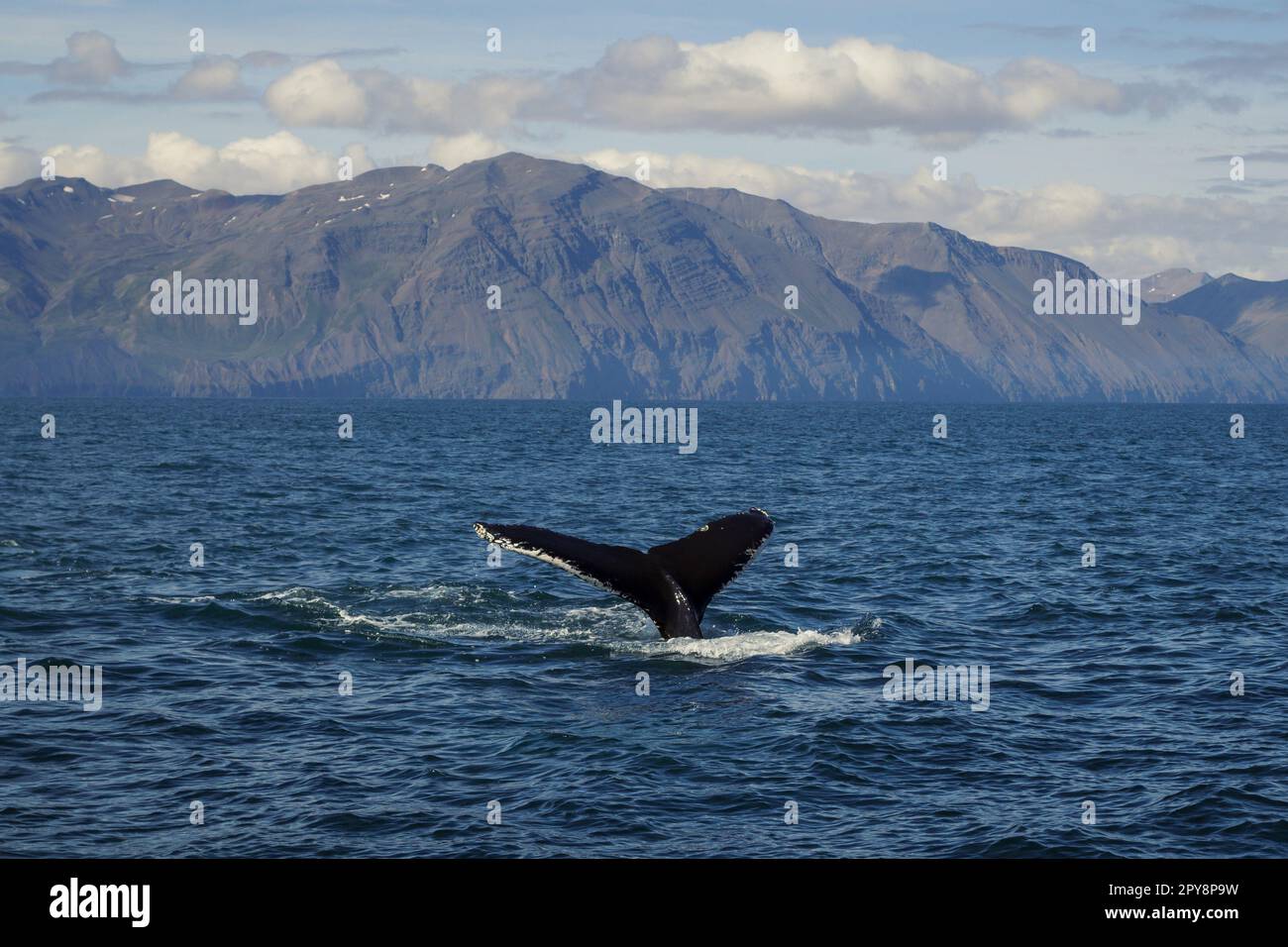 Killerwale schwimmen in kalter Meereslandschaft Foto Stockfoto