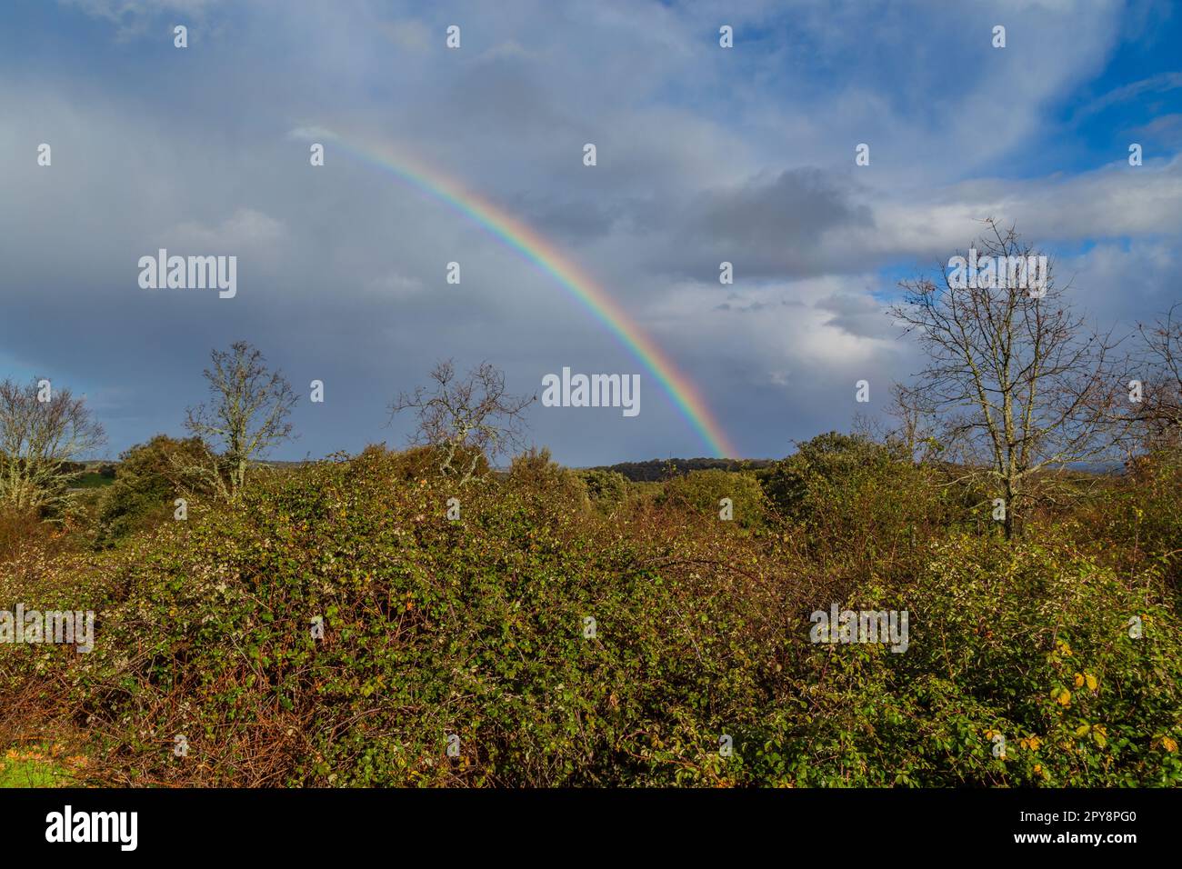 Eichen und ein Regenbogen Stockfoto