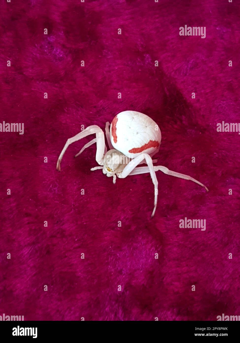 Spider White Karakurt auf einer roten Decke Stockfoto