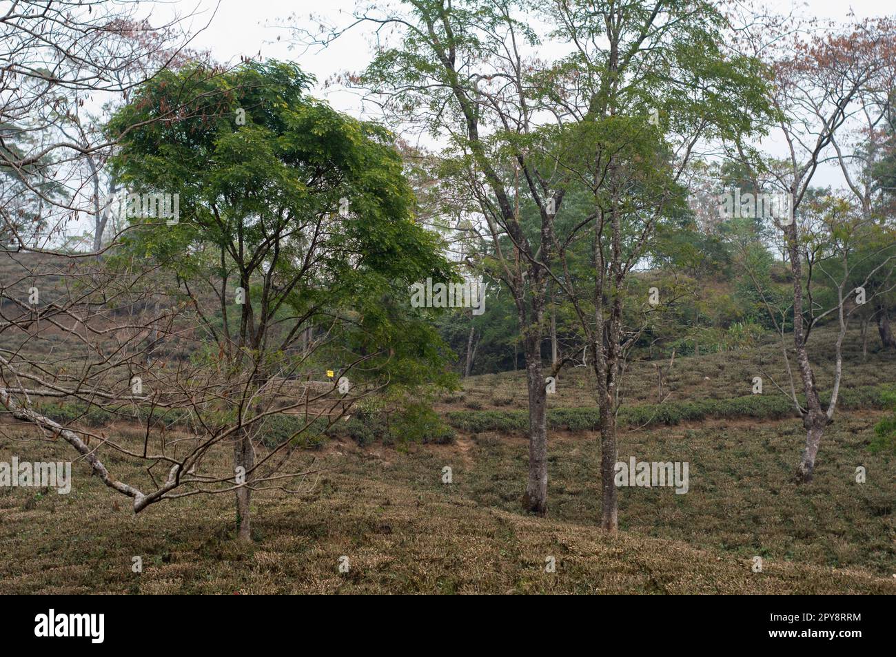 Teegartenlandschaft am Berghang Darjeeling Westbengalen Indien Südasiatisch-pazifischer Raum Stockfoto