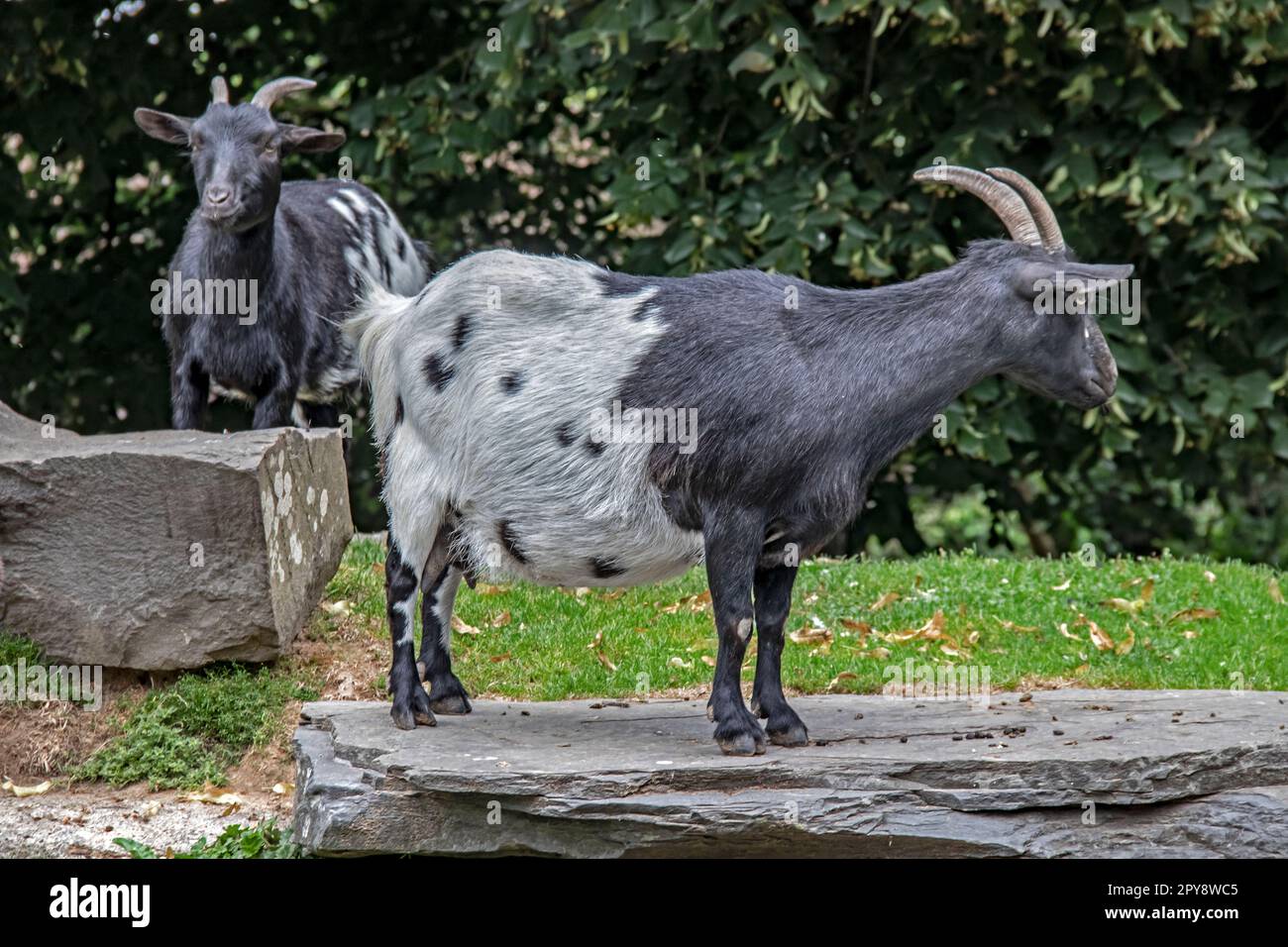 Zwergziegen in der Wildnis aus nächster Nähe Stockfoto
