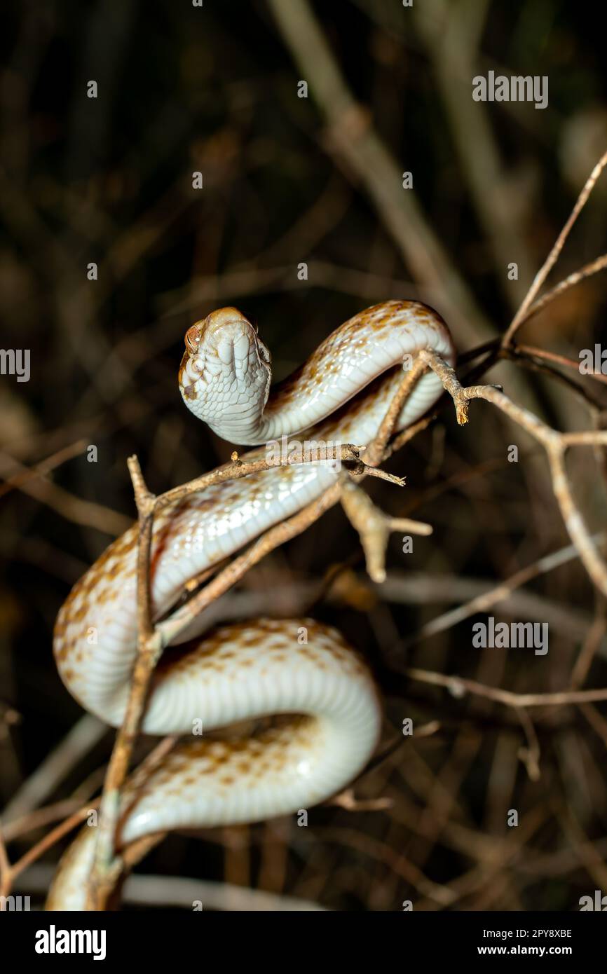 Madagassische Katzenaugenschlange, Madagaskarophis colubrinus, Kirindy Forest, Madagaskar Stockfoto