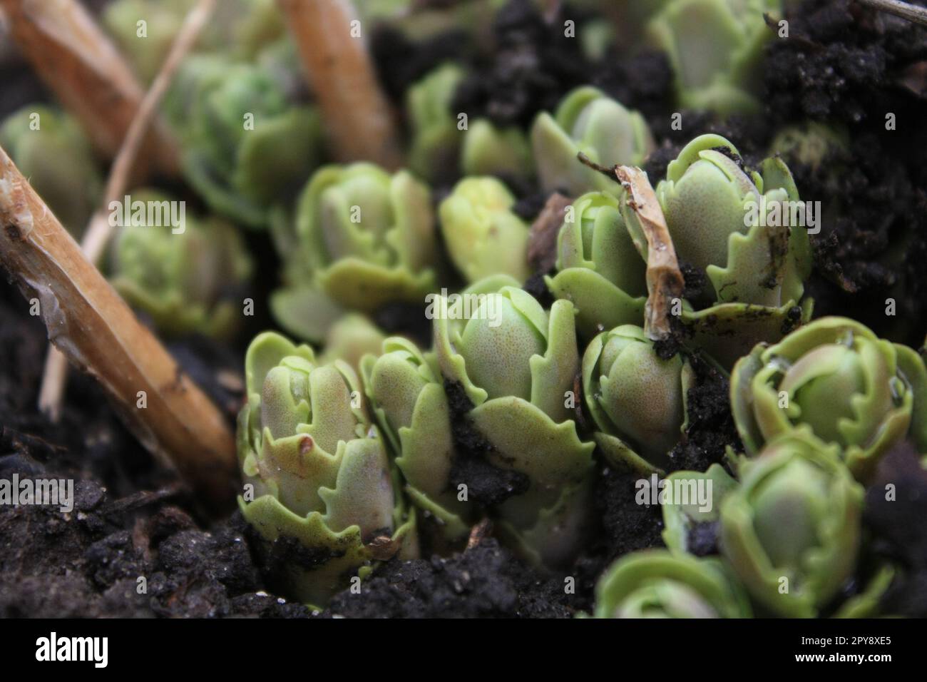 Nahaufnahme von Sukkulenten im feuchten Boden-Konzeptfoto Stockfoto