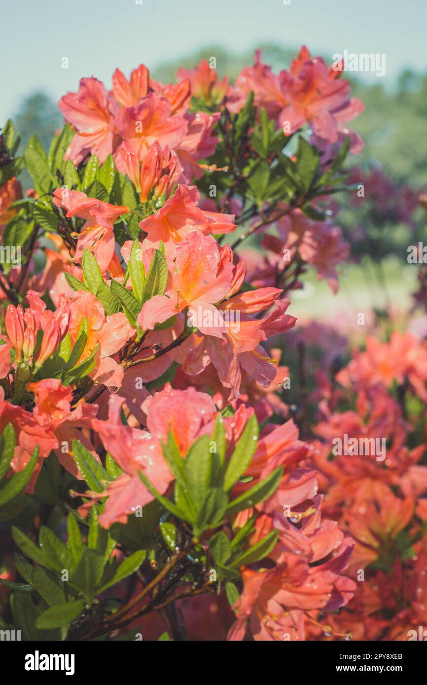 Nahaufnahme von Rhododendron-Blumen unter hellem Sonnenlicht Konzeptfoto Stockfoto