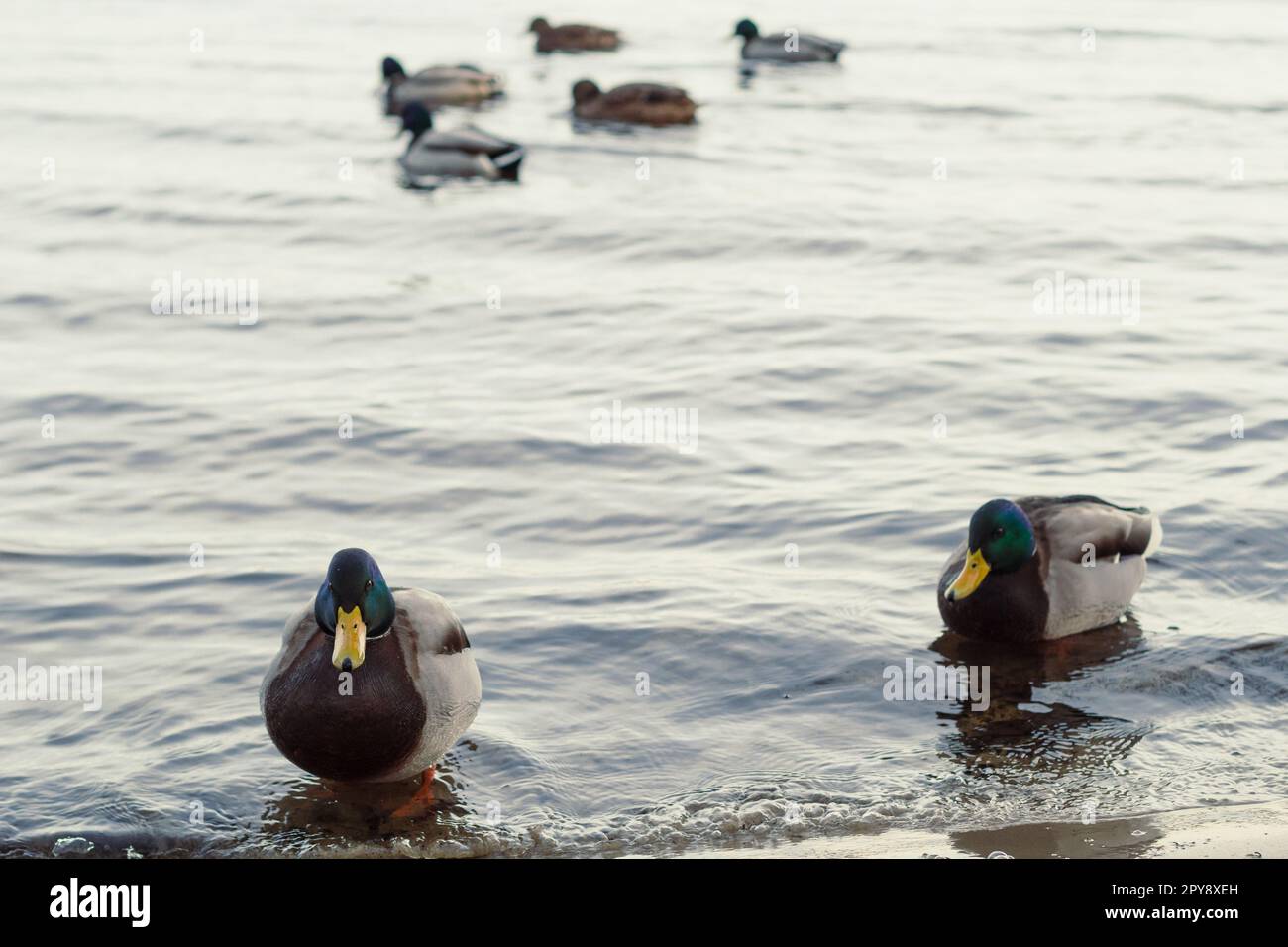 Nahaufnahme von Enten, die im Teich schwimmen, Konzeptfoto Stockfoto