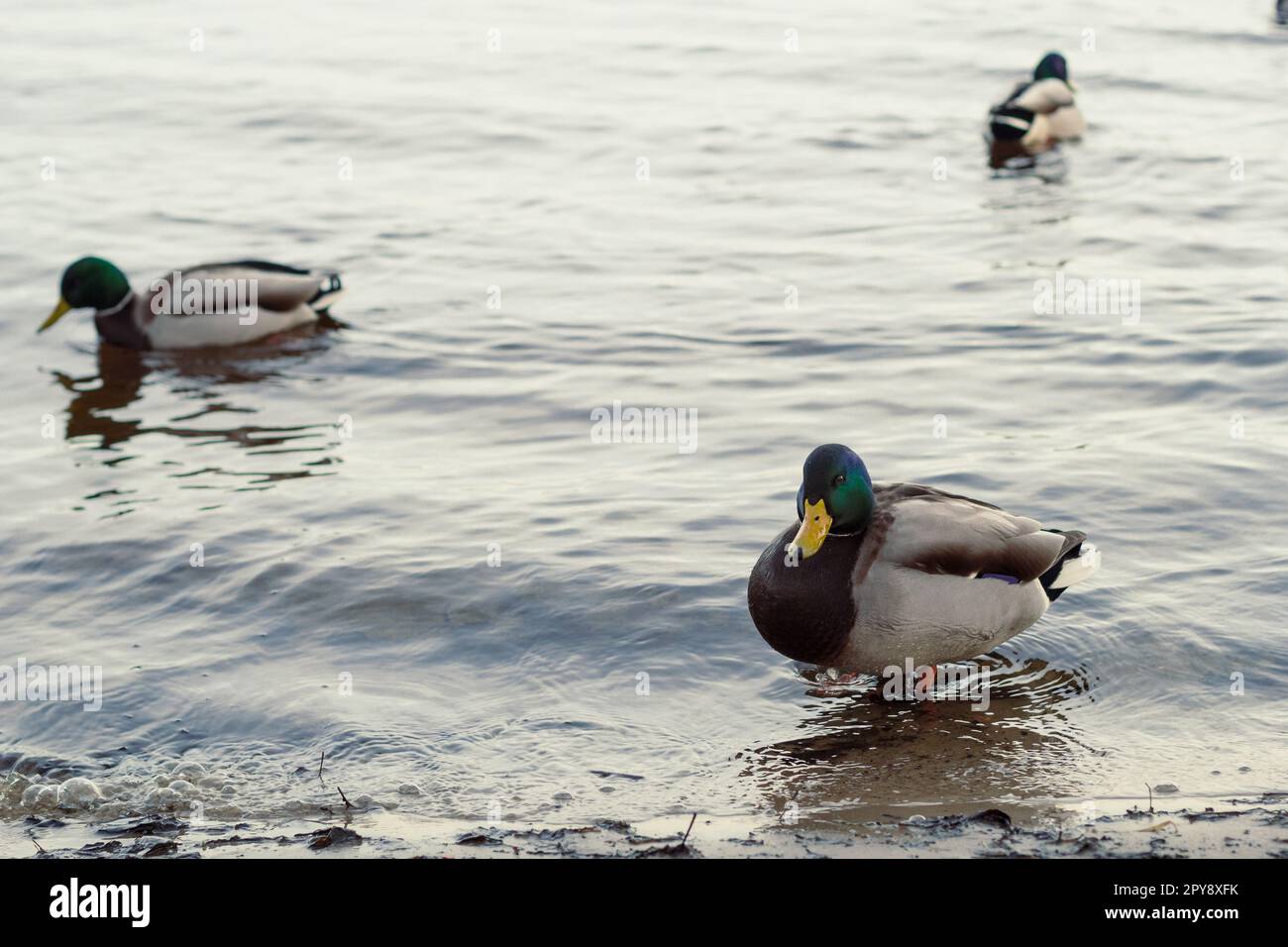 Nahaufnahme von drake-Enten, die im Wasser schwimmen (Konzeptfoto) Stockfoto