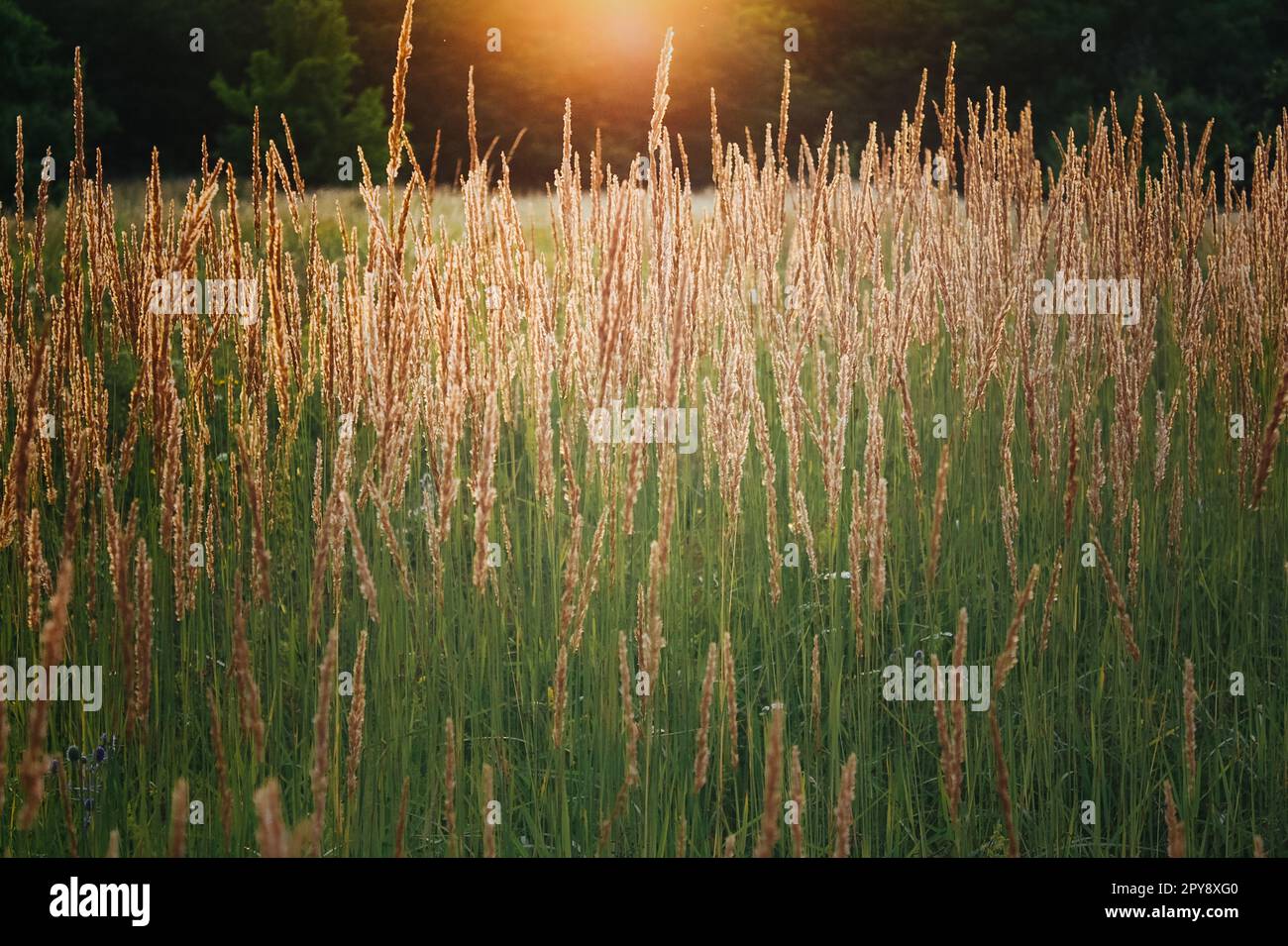 Nahaufnahme des landwirtschaftlichen Erntegutfeldes unter Sonnenlicht Konzeptfoto Stockfoto