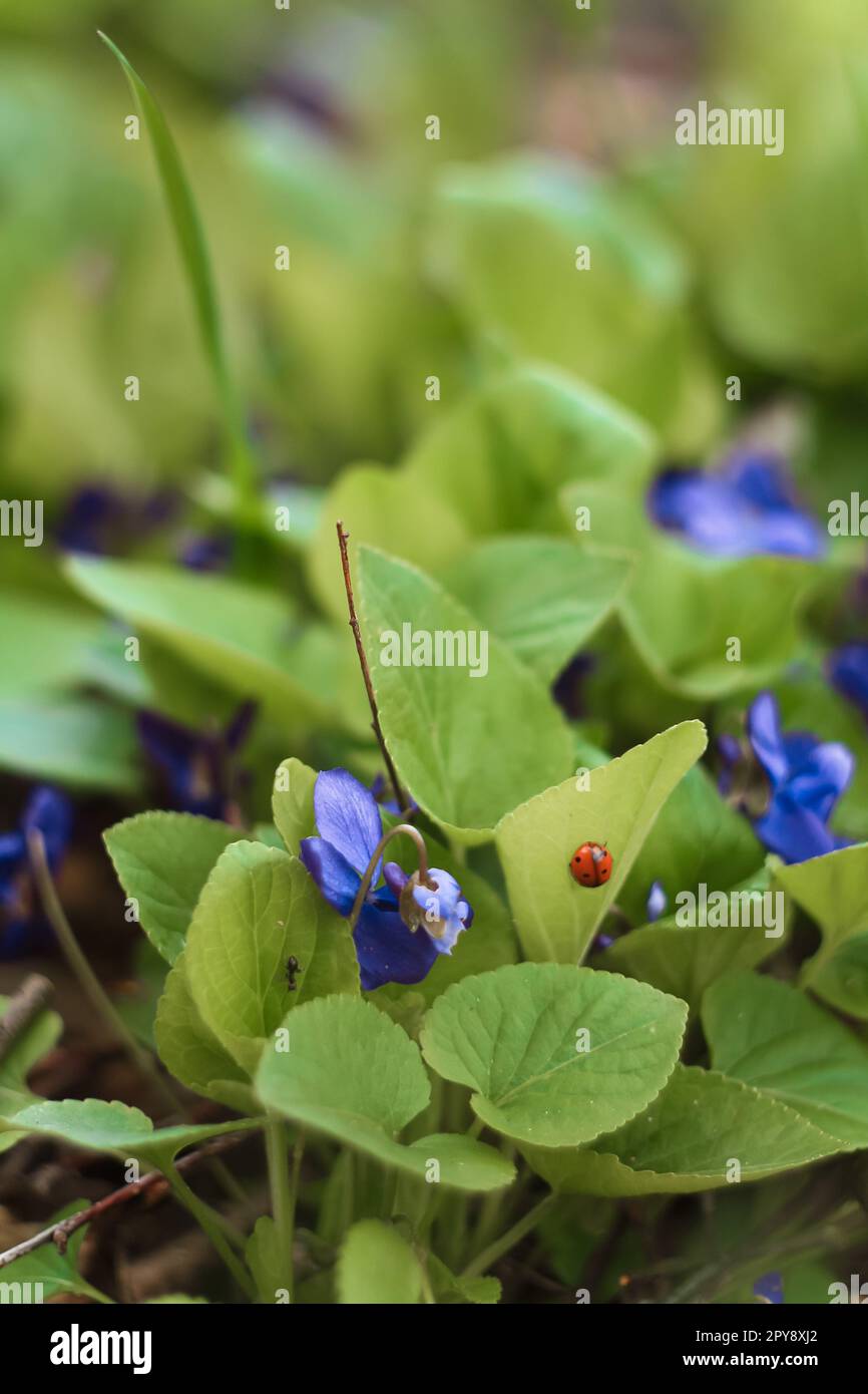 Nahaufnahme blühender blauvioletter Blumen mit Insekten auf dem Frühlingsfoto Stockfoto