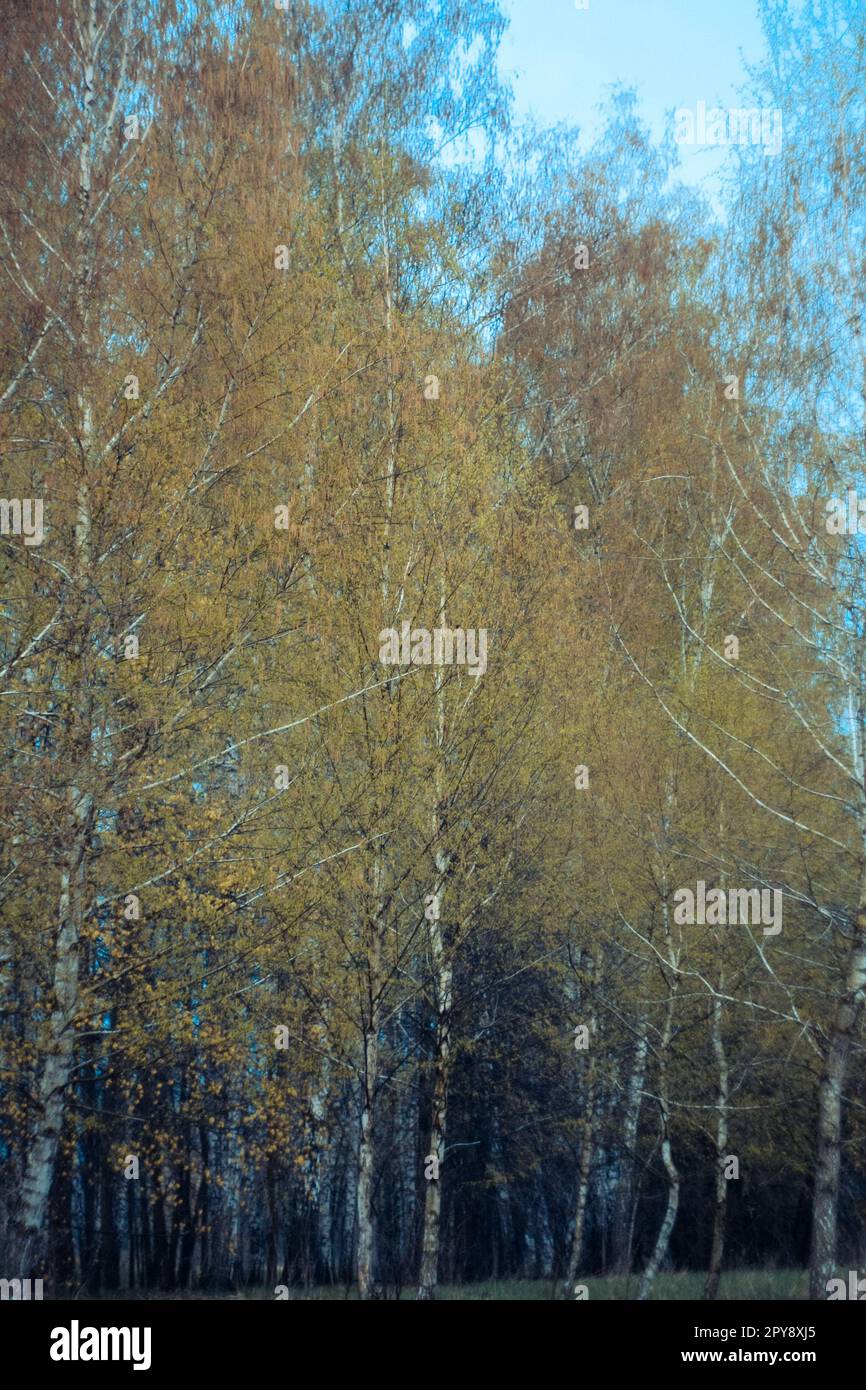 Birkenbäume im Herbstfoto Stockfoto