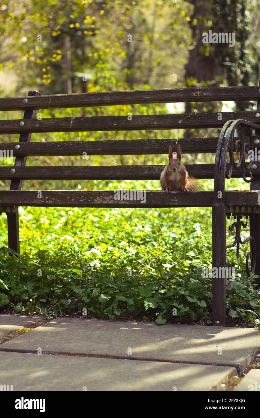 Nahaufnahme des wilden Eichhörnchens, das am Rand der Bank sitzt, und starrendes Konzeptfoto Stockfoto