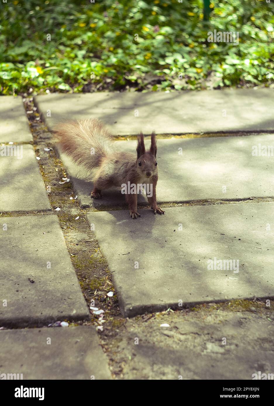 Nahaufnahme des wilden Eichhörnchens, das auf einem Gehweg aus Ziegelstein im Park steht, Konzeptfoto Stockfoto