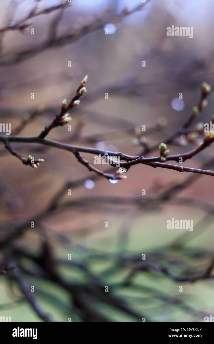 Nahaufnahme eines nassbraunen Zweigs mit Knospen nach Frühlingsregen Konzeptfoto Stockfoto