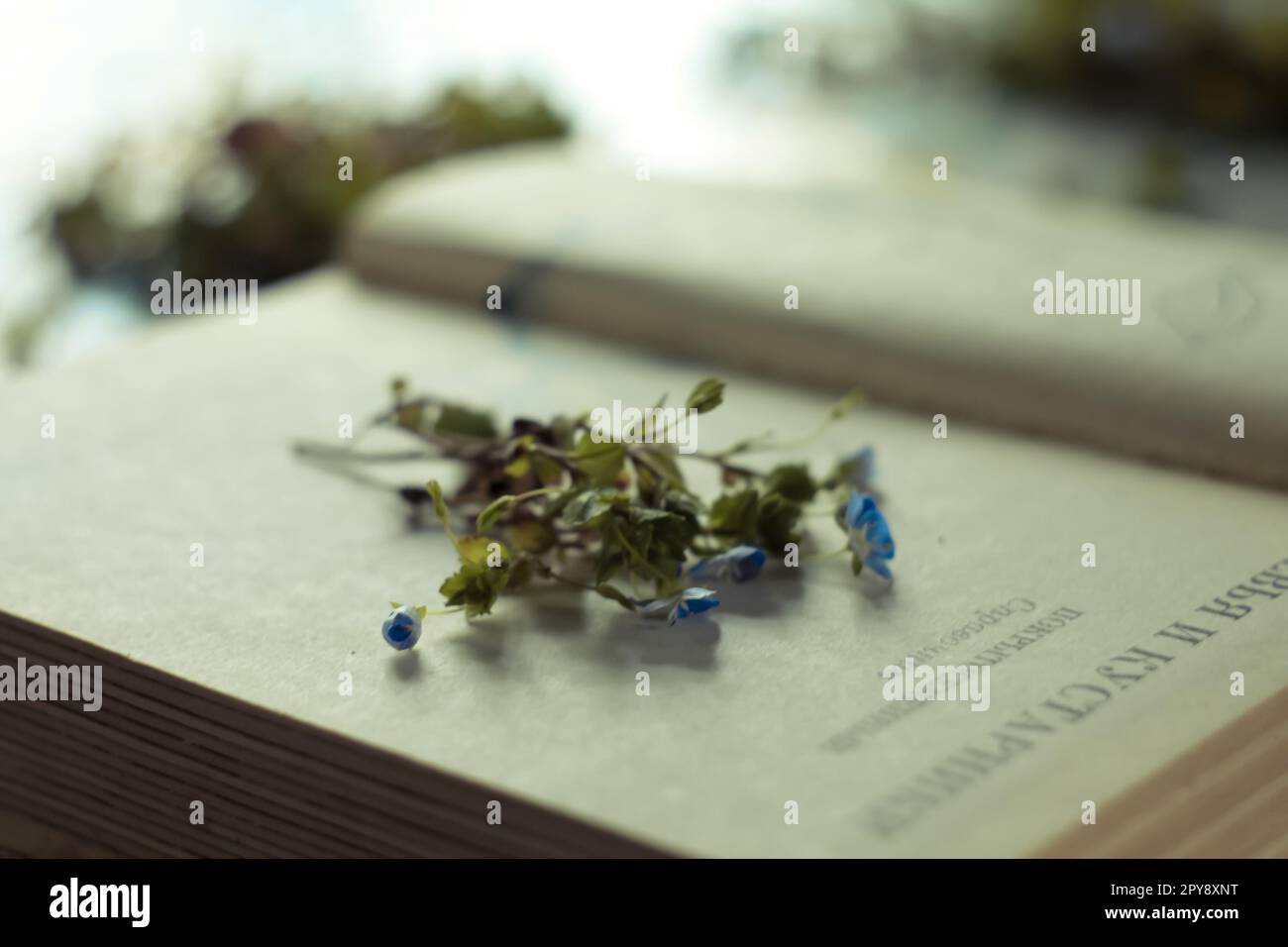 Nahaufnahme der Wildblumen, die sich zwischen den Buchseiten einhäufen Konzeptfoto Stockfoto