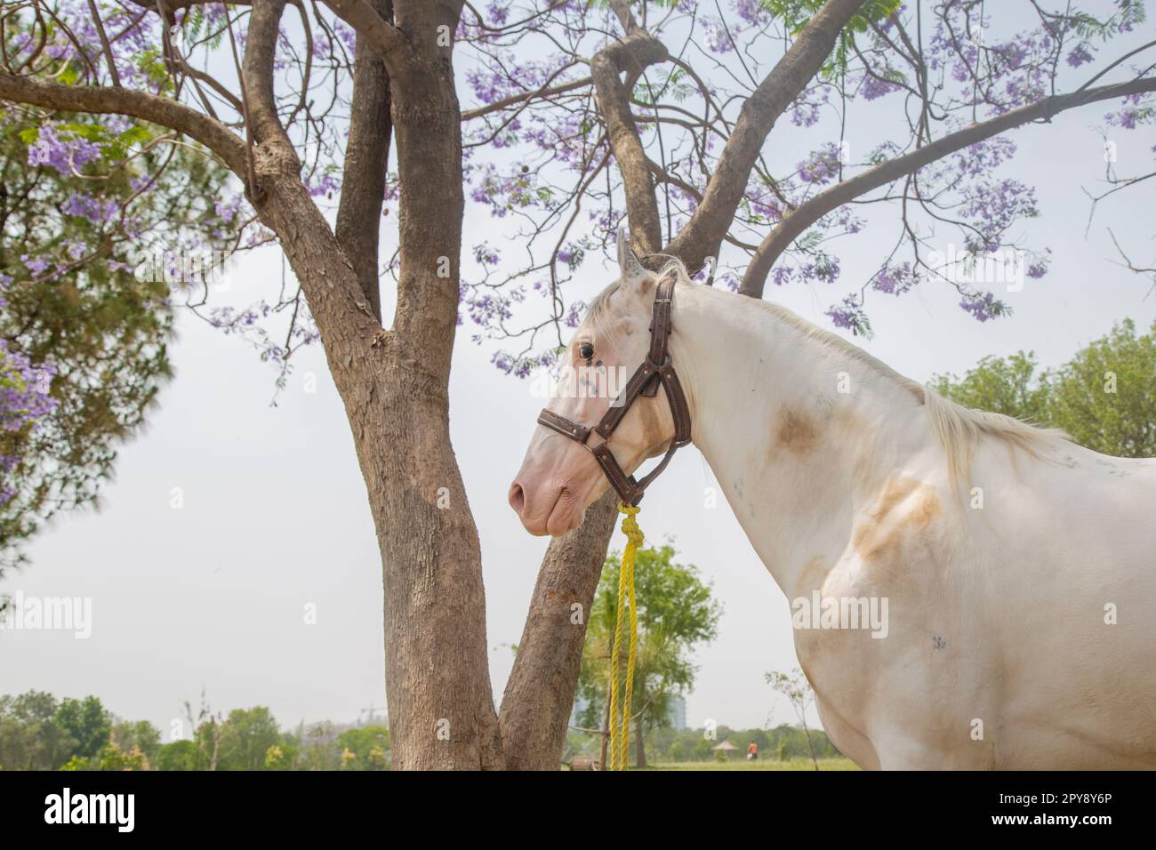 Portrait Nahaufnahme eines wunderschönen jungen Kastanienhengstes. Porträtaufnahme eines reinrassigen Pferdes vor natürlichem Hintergrund Stockfoto