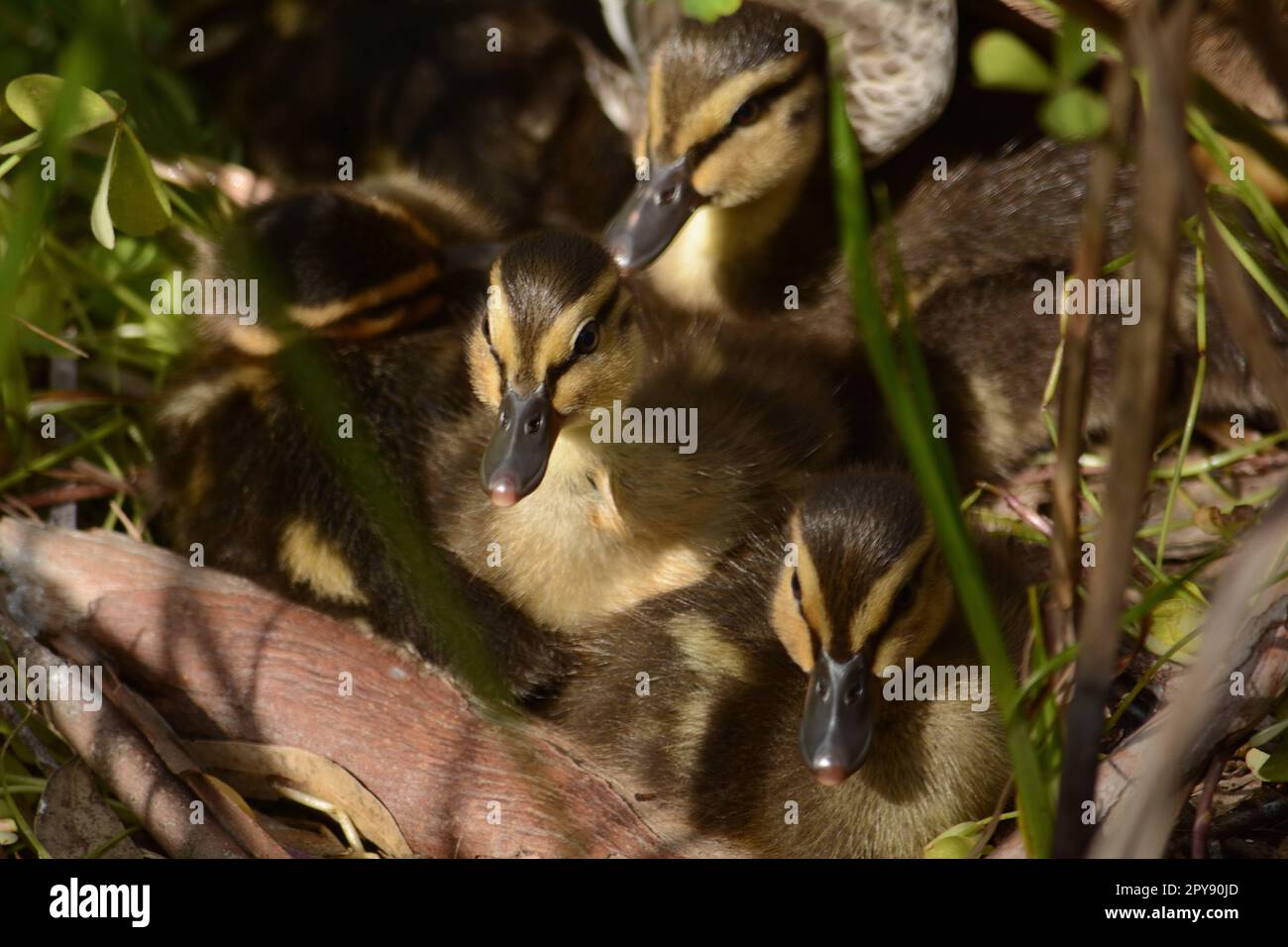 Zwei kleine Entenküken mit gelben Köpfen und schwarzen Streifen Stockfoto