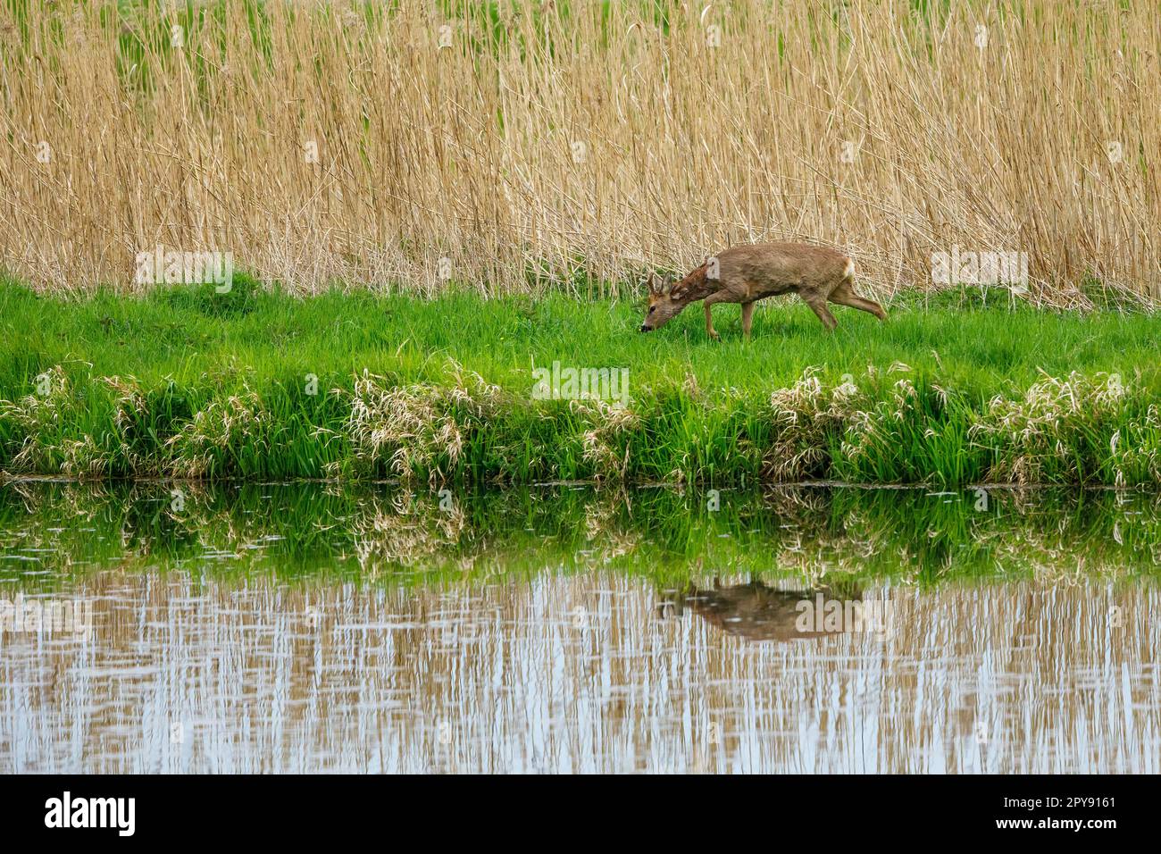 Ein Roebuck in freier Wildbahn Stockfoto