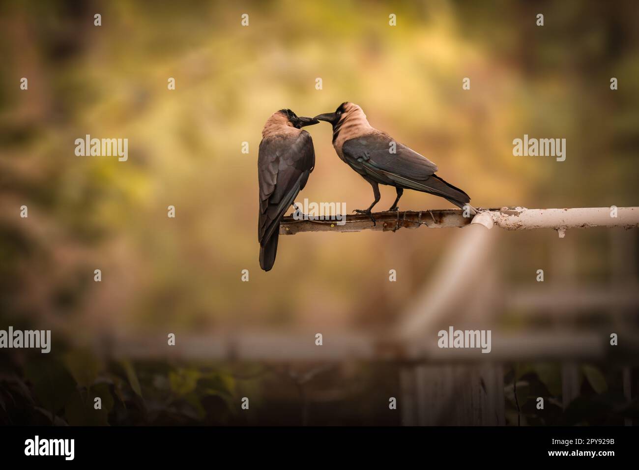 Farbenfroher Coopers Hawk im Park Stockfoto