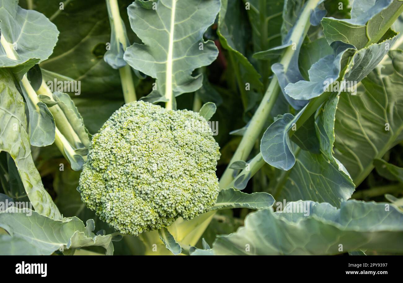 Die organische junge Brokkoli-Pflanze im Garten. Frischer Kohl mit Blättern. Nahaufnahme und Draufsicht Stockfoto