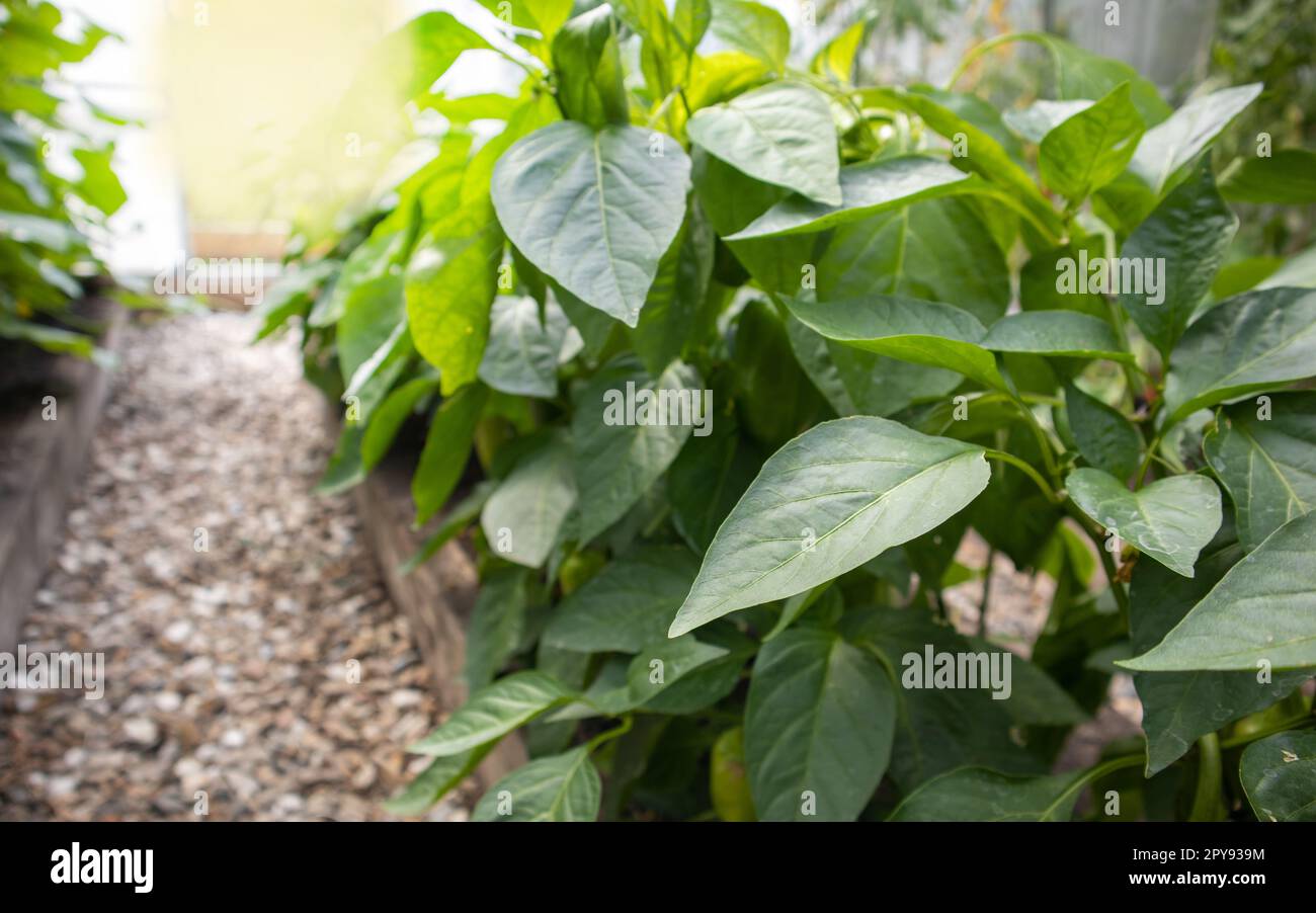 Junge Paprika-Pflanzen mit grünen Blättern wachsen im Sommer im Garten des Gewächshauses. Das Konzept des Anbaus von Bio-Gemüse, Sonnenblendung und Reflexionen Stockfoto