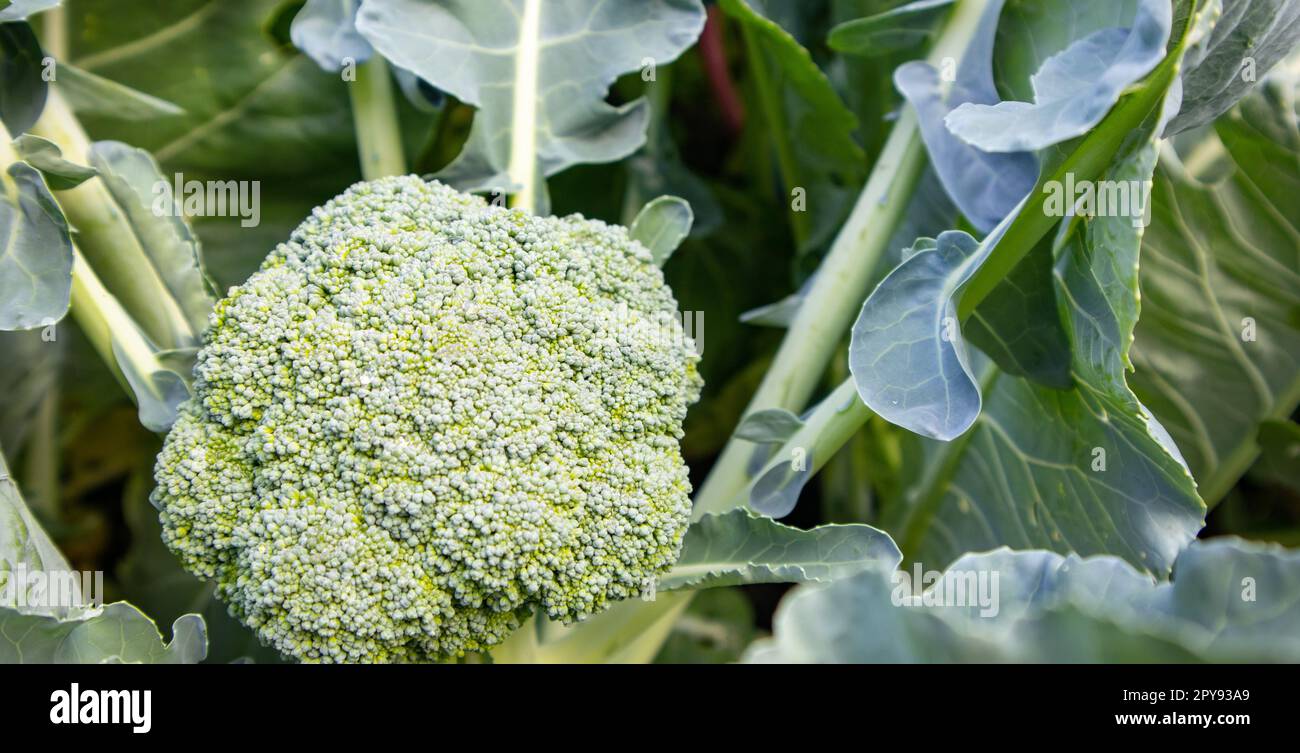 Die organische junge Brokkoli-Pflanze im Garten. Frischer Kohl mit  Blttern. Nahaufnahme und Draufsicht Stockfotografie - Alamy