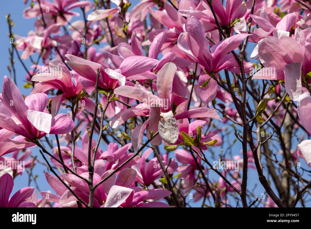 Rosa Magnolie Blüten auf einem Ast. Stockfoto