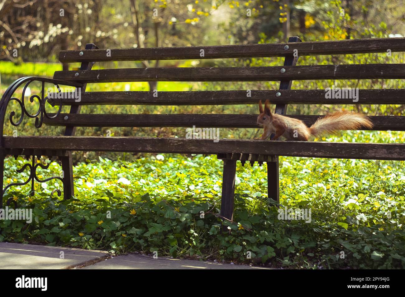 Nahaufnahme Eichhörnchen auf Parkbank Konzeptfoto Stockfoto