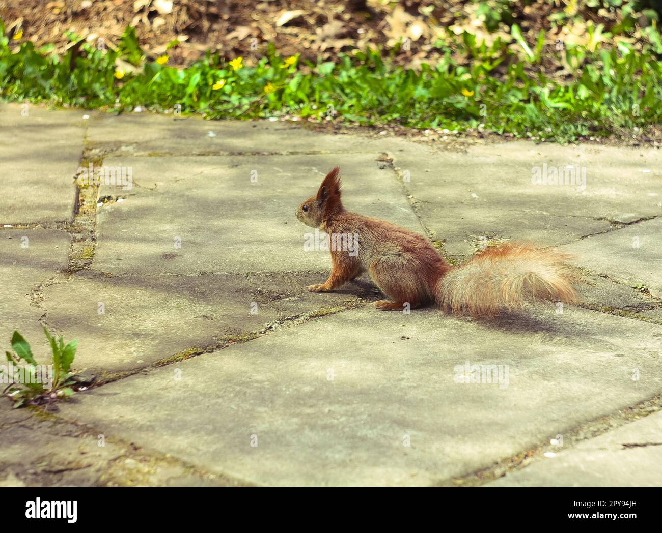 Nahaufnahme eines wilden Eichhörnchens, das auf einem Ziegelpfad im Park wegblickt, Konzeptfoto Stockfoto