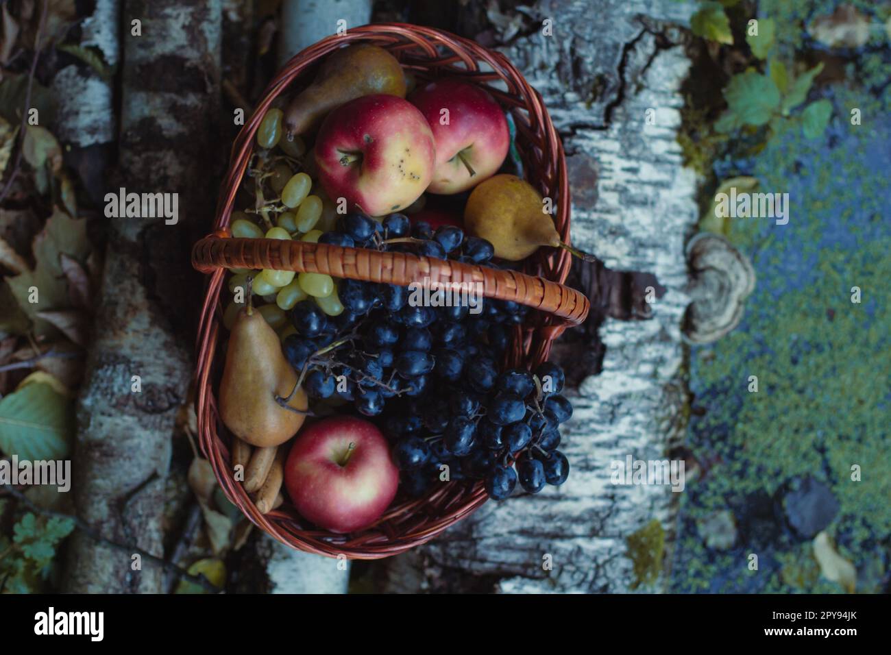 Nahaufnahme des gewebten Korbs mit reifen Früchten auf Birkenbaumstämmen Konzeptfoto Stockfoto