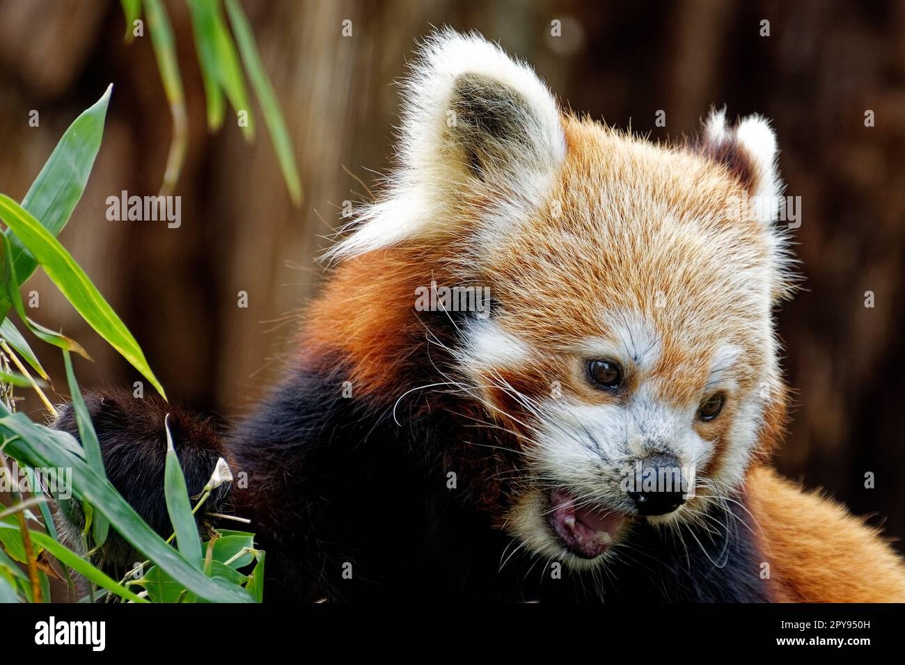 Roter panda Stockfoto