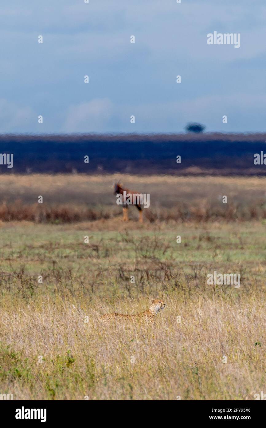 Wilde Thomsons Gazellen im serengeti-Nationalpark Stockfoto