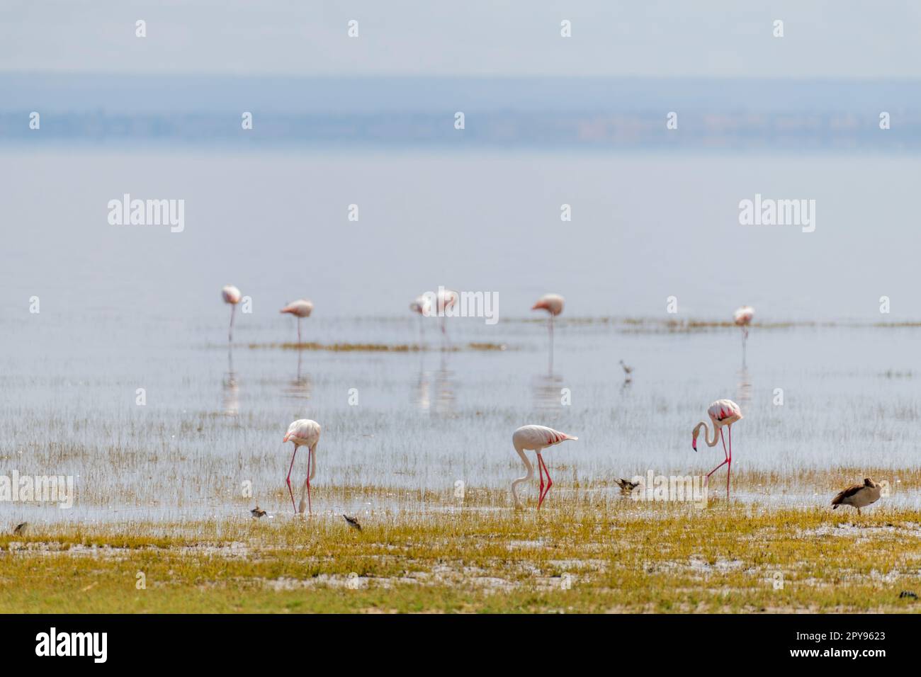 Wilde Flamingos in der afrikanischen Savanne Stockfoto Wilde Flamingos in der afrikanischen Savanne Stockfoto