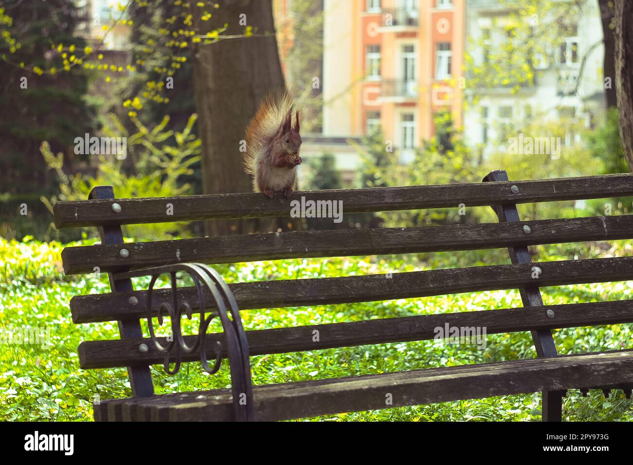 Nahaufnahme von wilden Eichhörnchen, die Nüsse essen, auf der hinteren Bank im Park Konzeptfoto Stockfoto