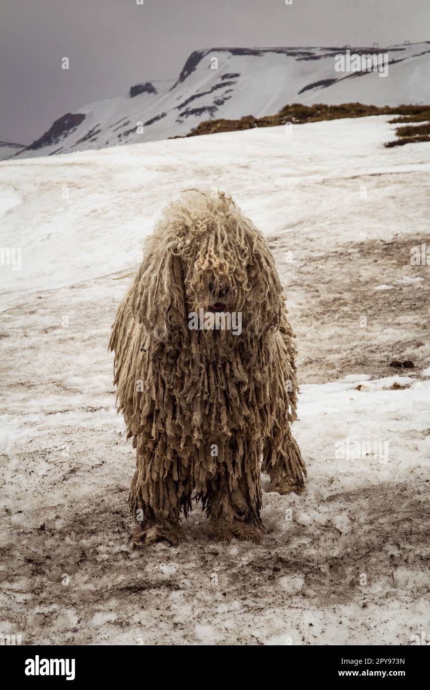 Nahaufnahme von heimischem Shaggy Dog auf dem verschneiten Mountain Slope Concept Photo Stockfoto