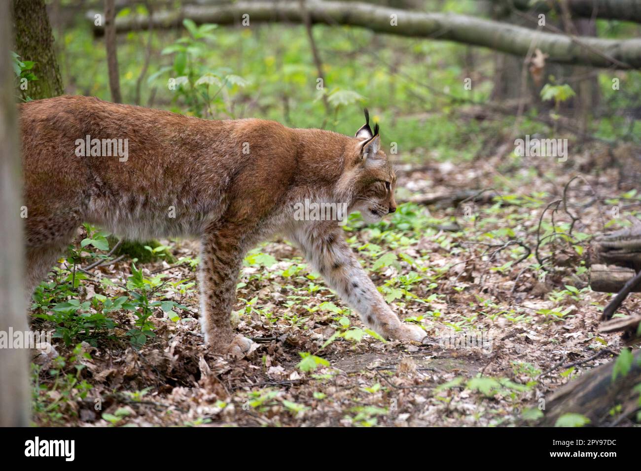 Lynx im Wald im Wilden Stockfoto