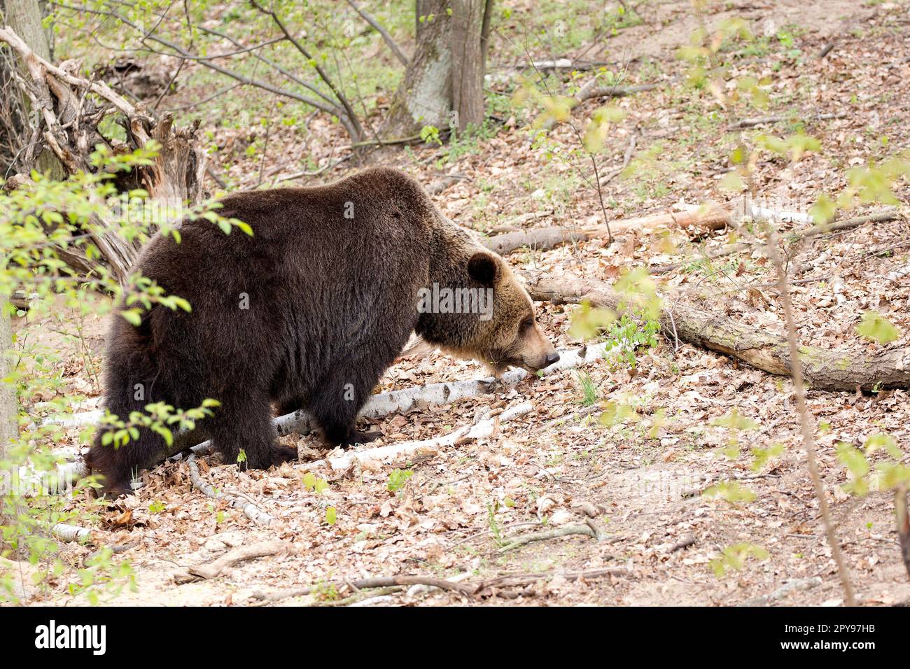 Braunbär im Wald in der Wildnis Stockfoto