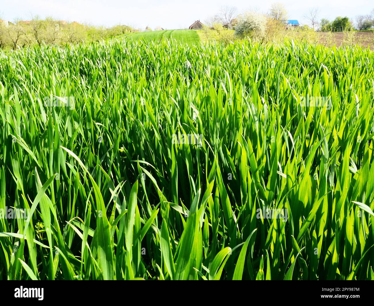 Wunderschöne grüne Weizenfelder auf dem Land. Grünes Weizenfeld. Grüne Weizensprossen auf dem Feld. Grünes Gras. Das Gras schwankt im Wind. Frühlingstag Stockfoto